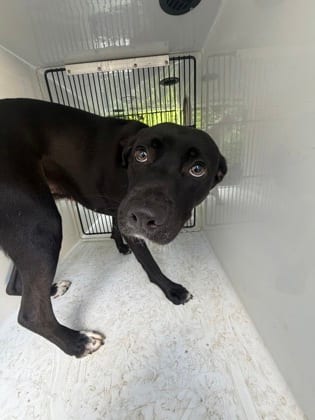 Photo of Millie, adoptable dog in Atlanta, Georgia