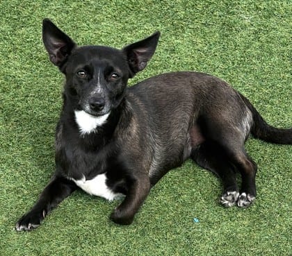 Photo of "QC", adoptable Chihuahua, Short Coat/Mix in Bakersfield, California