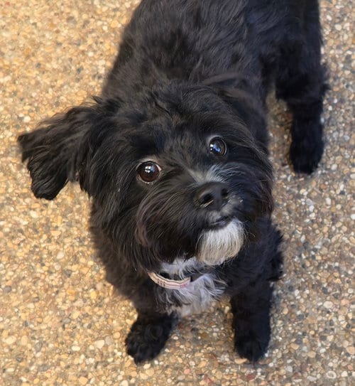 Photo of Barley (Schnoodle), adoptable Schnauzer in Dallas, Texas