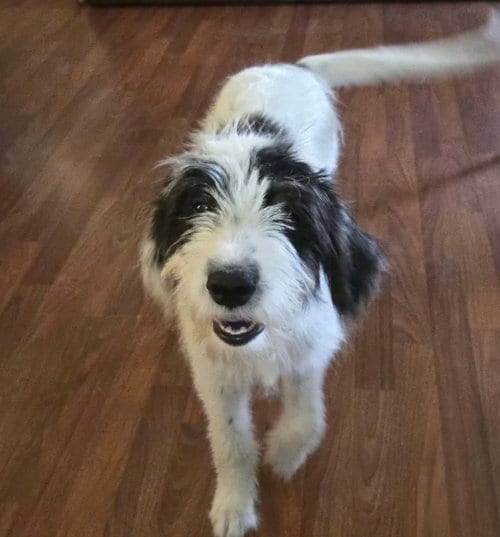 Photo of Rue, adoptable Terrier in Mobile, Alabama