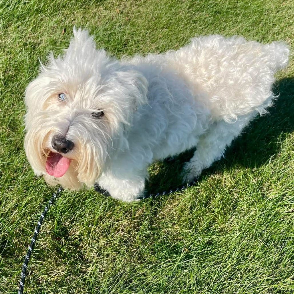 Photo of Kaiser, adoptable Terrier, West Highland White Westie / Mixed Breed (Small) in Alma, Wisconsin