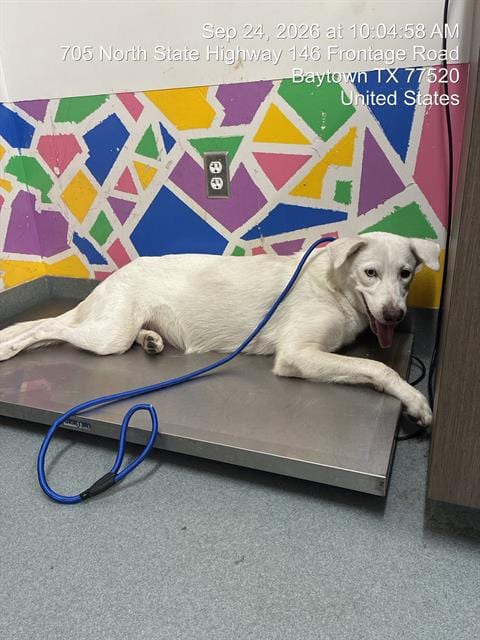 Photo of Angelina, adoptable Australian Shepherd in Baytown, Texas