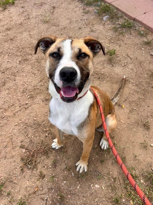 Photo of Damien, adoptable Shepherd in Sedalia, Colorado