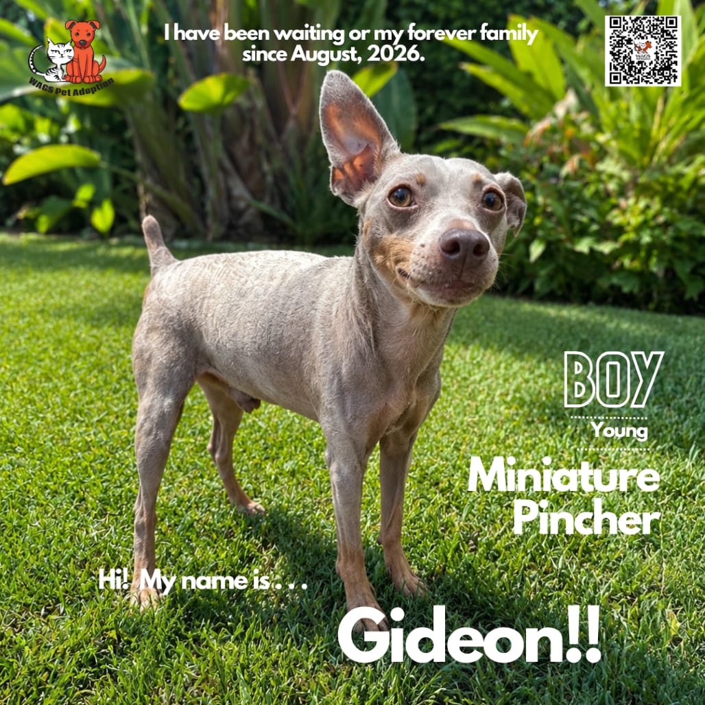 Photo of Gideon, adoptable Pinscher, Miniature in Westminster, California