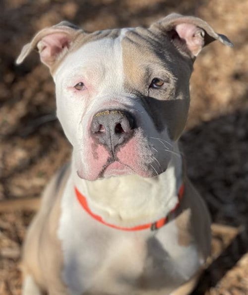Photo of Choppo, adoptable Pit Bull Terrier in Tacoma, Washington
