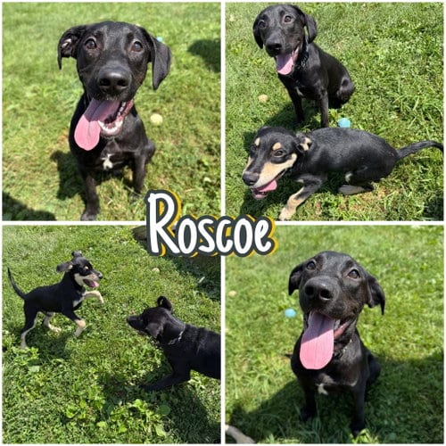 Photo of Roscoe, adoptable Labrador Retriever in Pierceton, Indiana