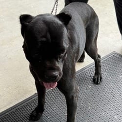 Photo of Athena, adoptable Cane Corso in Loxahatchee, Florida