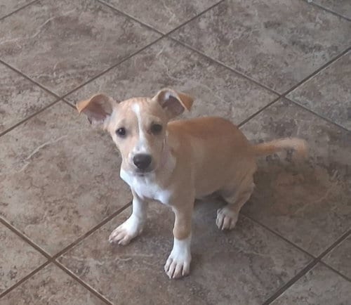 Photo of Pepita, adoptable Chihuahua in San Diego, California