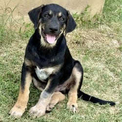 Photo of Wyatt, adoptable Shepherd (Unknown Type) in Chattanooga, Tennessee