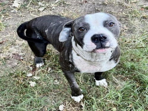 Photo of Octavius, adoptable Staffordshire Bull Terrier in Houston, Texas