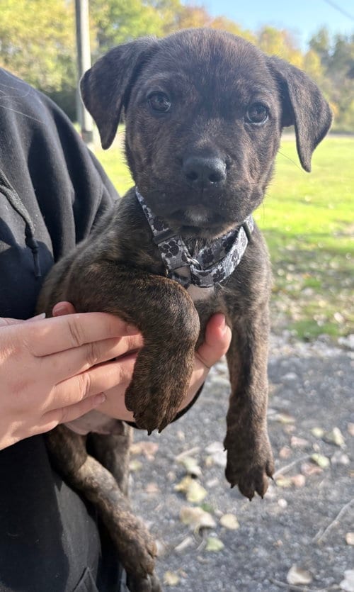 Photo of Zion, adoptable Pit Bull Terrier in Clarkston, Michigan