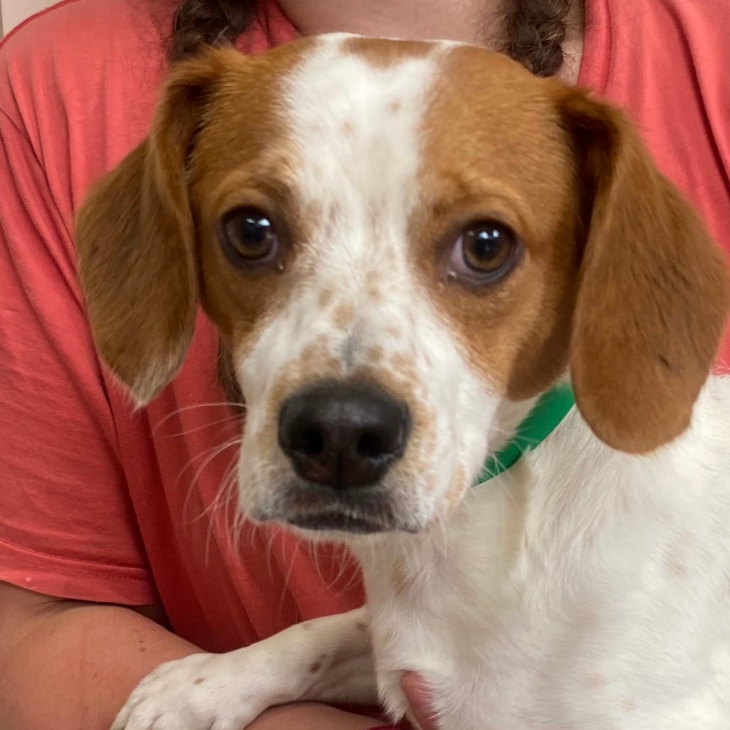 Photo of Chive, adoptable Beagle / Mixed Breed (Small) in Columbus, Georgia