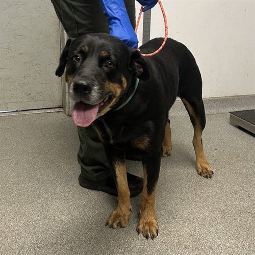 Photo of Misty, adoptable Rottweiler in Palmetto, Florida