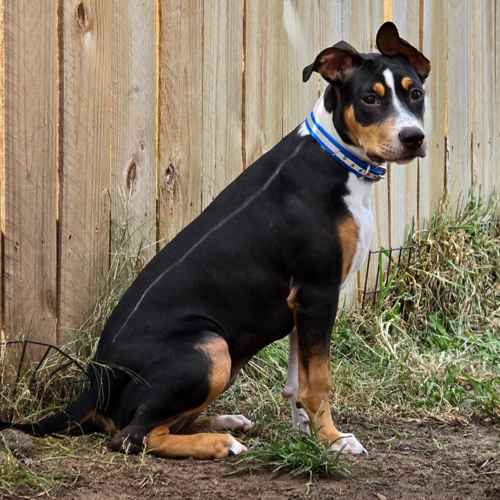 Photo of Ramekin, adoptable Affenpinscher in Bloomfield, Connecticut