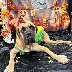 Photo of Hercules, adoptable Bullmastiff in Bryant, Arkansas