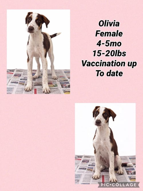 Photo of Olivia, adoptable Pointer in Virginia Beach, Virginia