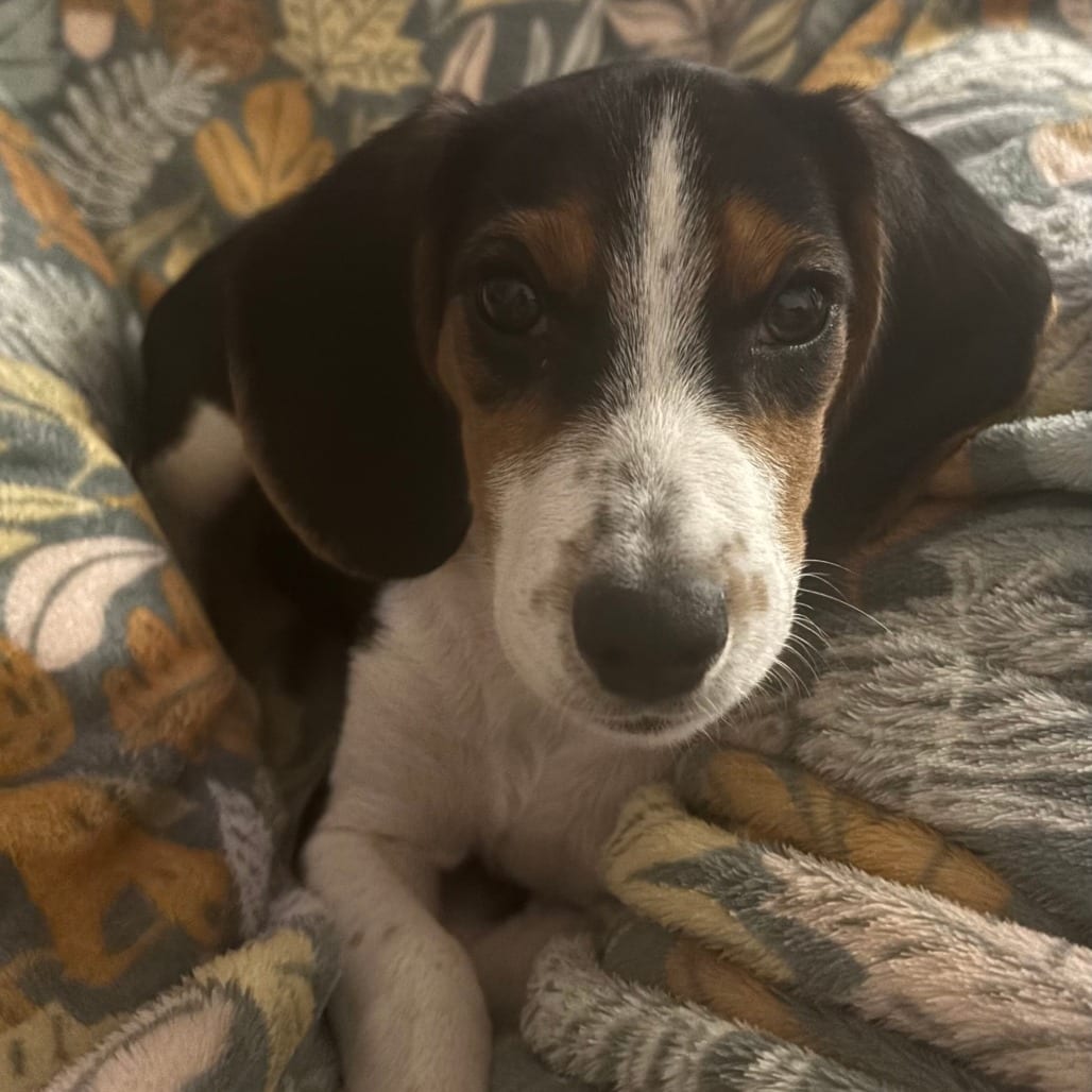 Photo of Rodeo, adoptable Hound, Basset / Beagle in Raleigh area, North Carolina