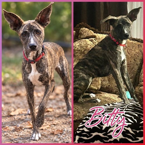 Photo of Bitty, adoptable Whippet in Blacksburg, South Carolina