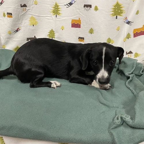 Photo of A614262, adoptable Chihuahua in Modesto, California