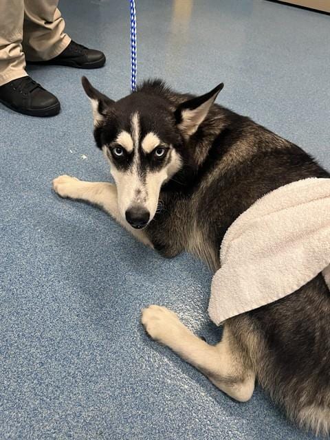 Photo of Nanuk, adoptable Husky in Pearland, Texas