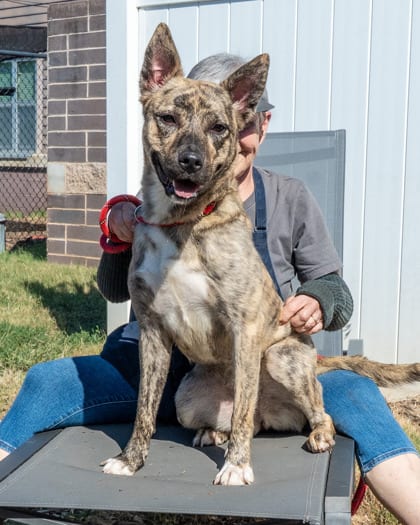 Photo of Shenzi, adoptable dog in Chamblee, Georgia