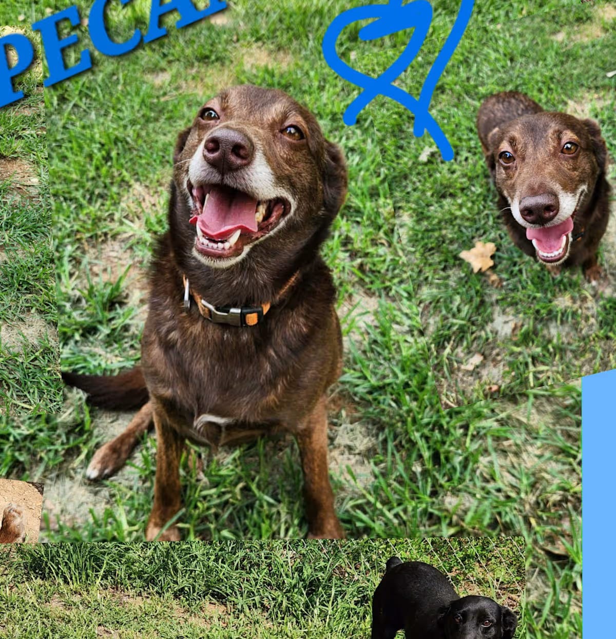Photo of Pecan, adoptable Australian Kelpie/Labrador Retriever in Glastonbury, Connecticut
