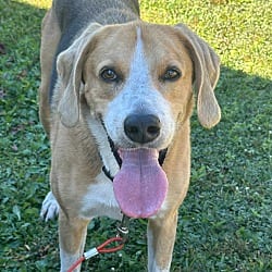 Photo of Alex Hunter, adoptable Treeing Walker Coonhound in Riverview, Florida