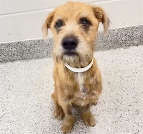 Photo of Canelo, adoptable Schnauzer in Houston, Texas
