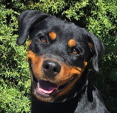 Photo of Kind Ms Kairi ~ Radiant Rottie, adoptable Rottweiler in Albuquerque, New Mexico