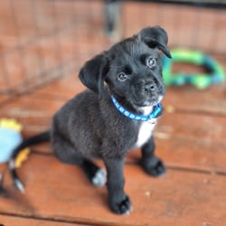 Photo of Ace, adoptable Labrador Retriever Mixed Breed (Medium) in Frederick, Maryland