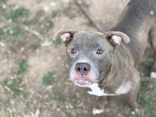 Photo of Willow, adoptable Pit Bull Terrier in Tulsa, Oklahoma