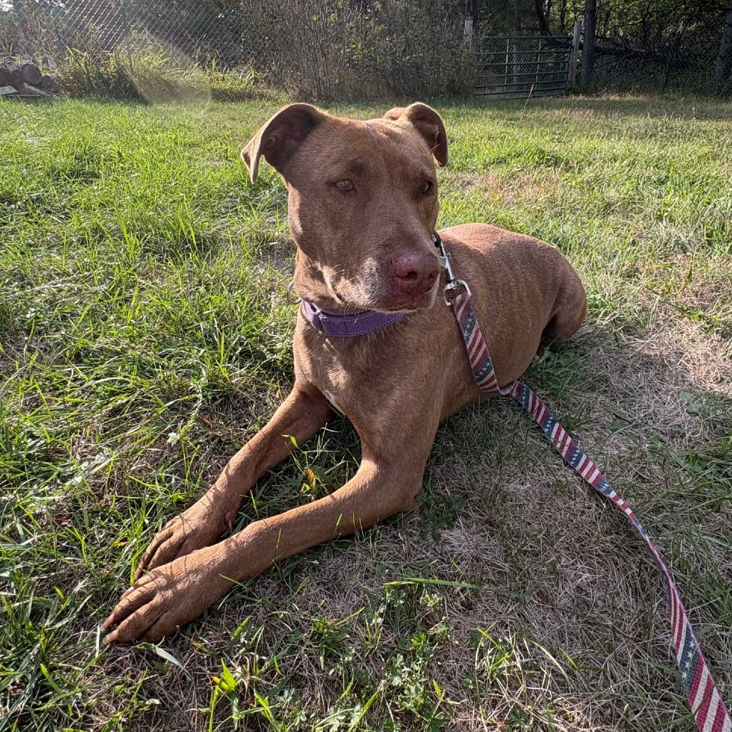 Photo of Pippa, adoptable Retriever, Chesapeake Bay / Mix in Wadena, Minnesota