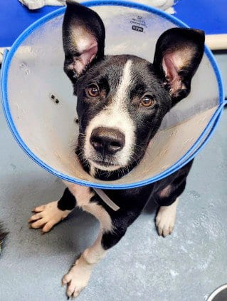 Photo of Pooky, adoptable Labrador Retriever in Houston, Texas