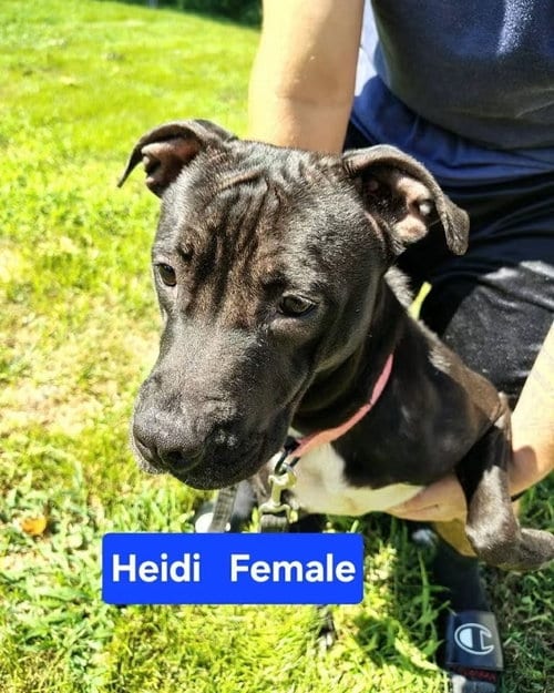 Photo of Hydra, adoptable Pit Bull Terrier in Evansville, Indiana