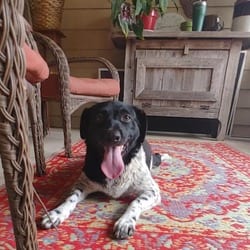 Photo of Mary Ann, adoptable German Shorthaired Pointer Pointer in Chattanooga, Tennessee