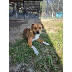 Photo of Hercules, adoptable American Pit Bull Terrier in Jurupa Valley, California