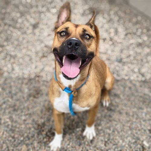 Photo of Poppy, adoptable American Pit Bull Terrier in Mesa, Arizona