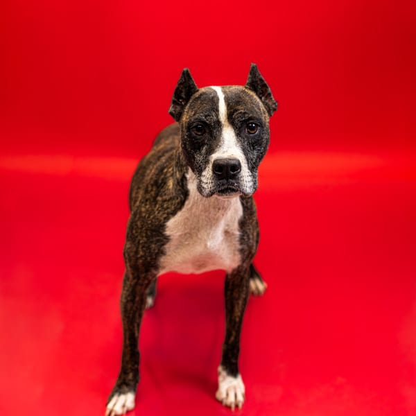 Photo of Vc 11 Canary, adoptable Pit Bull cross in Lawrenceville, Georgia