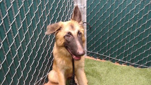 Photo of Berlin, adoptable German Shepherd Dog in Downey, California
