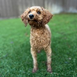 Photo of Tortoise 6845, adoptable Poodle (Miniature) in Loxahatchee, Florida