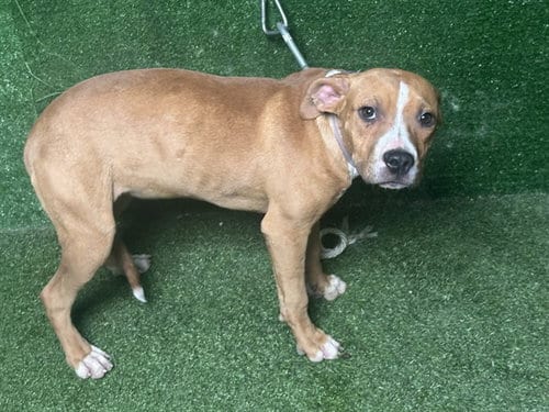 Photo of Lavina, adoptable Pit Bull Terrier in Lancaster, California