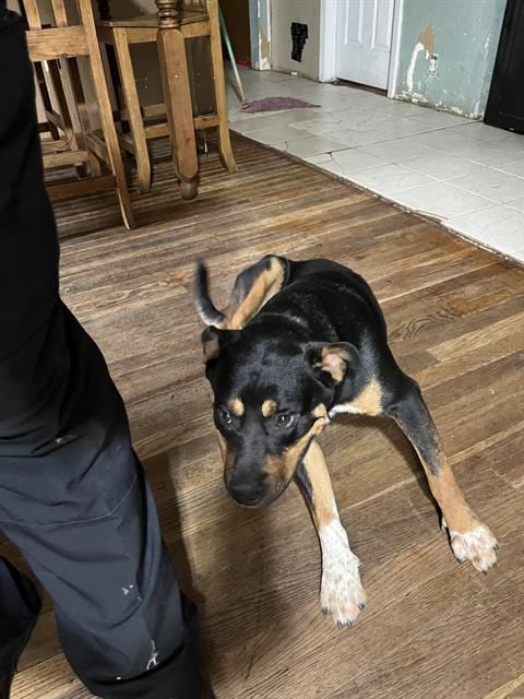 Photo of Rocky, adoptable Rottweiler in Grand Prairie, Texas