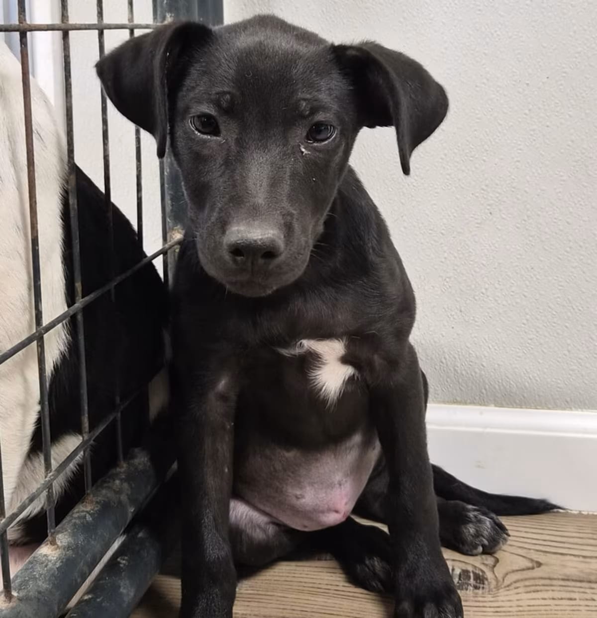 Photo of Spirit, adoptable Labrador Retriever/Pit Bull Terrier in Aurora, Colorado