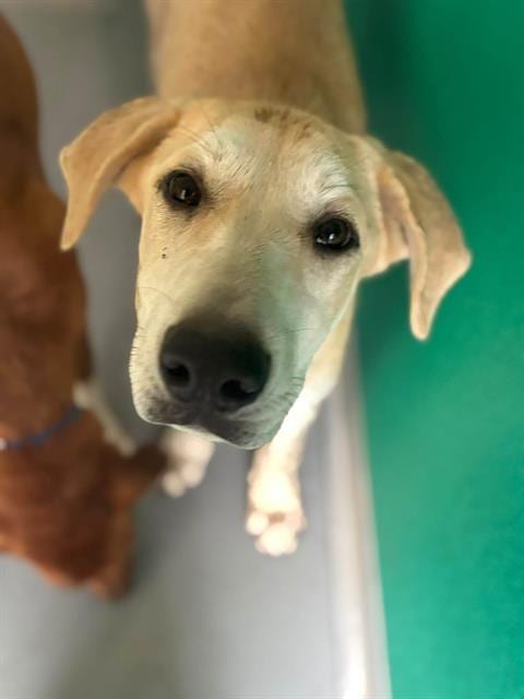 Photo of Rosalie, adoptable Labrador Retriever in Visalia, California