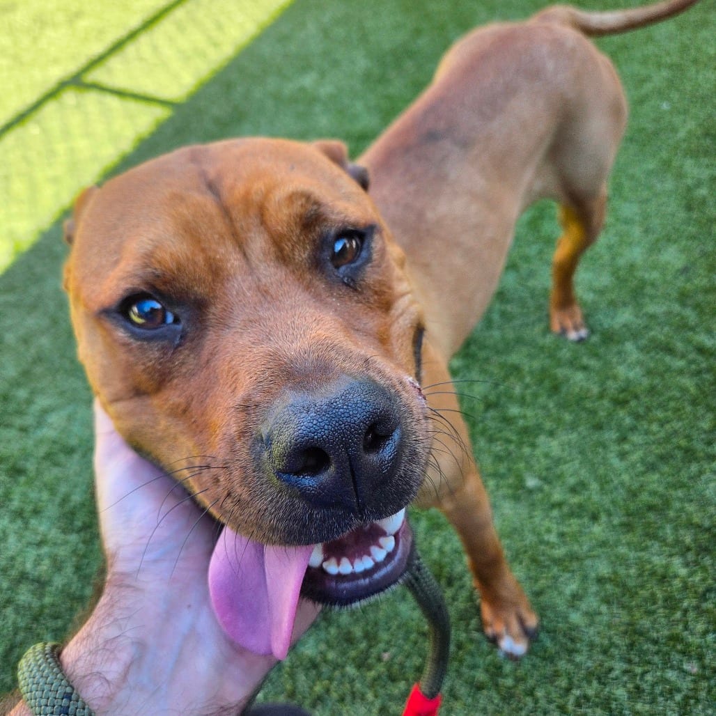 Photo of Chris Toe Fur, adoptable Mixed Breed (Medium) in Greensboro, North Carolina