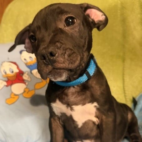 Photo of Dewey, adoptable Terrier / Cattle Dog, Australian (Blue Heeler) in Normal, Illinois