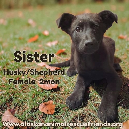 Photo of Sister, adoptable Shepherd in Anchorage, Alaska