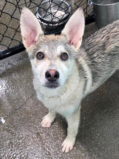Photo of Aurora, adoptable Siberian Husky in Woodland, California