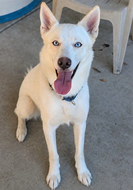 Photo of Tofu, adoptable Siberian Husky in Sacramento, California