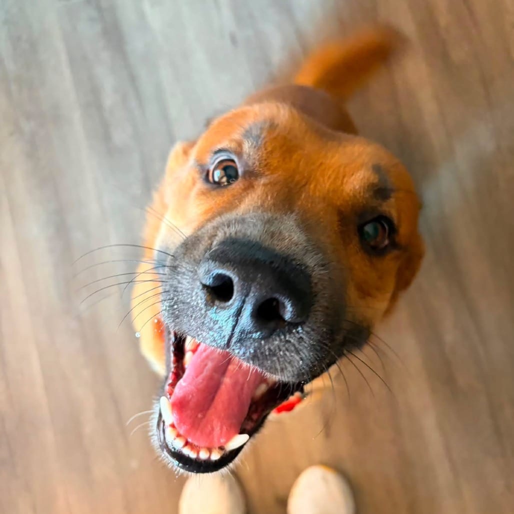 Photo of Red, adoptable Mixed Breed (Large) in Oceanside, California